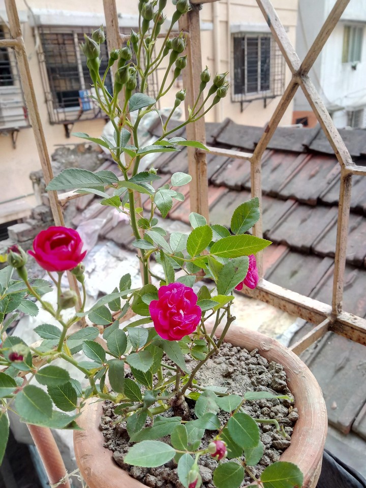 rose