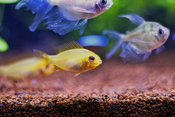 Ramirezi golden