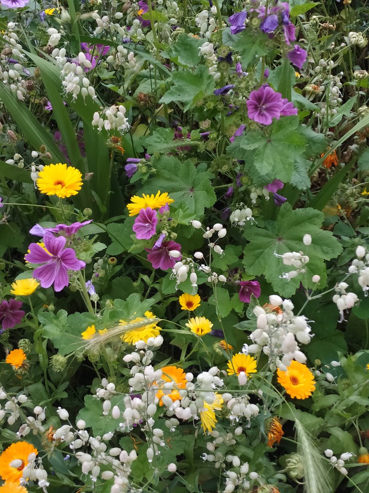flowers