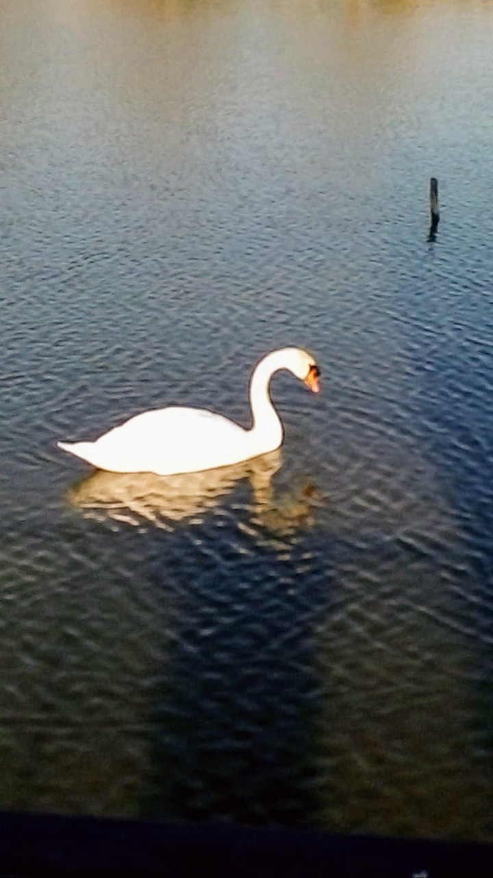 Cisne.