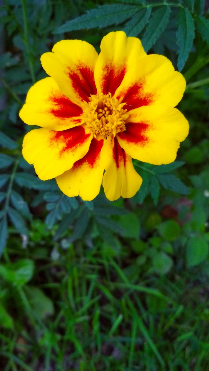 Sunshine flower