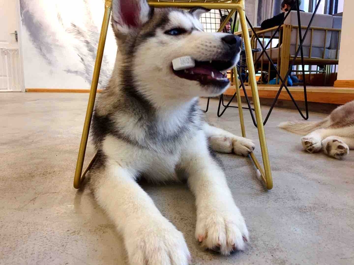 Cute husky
