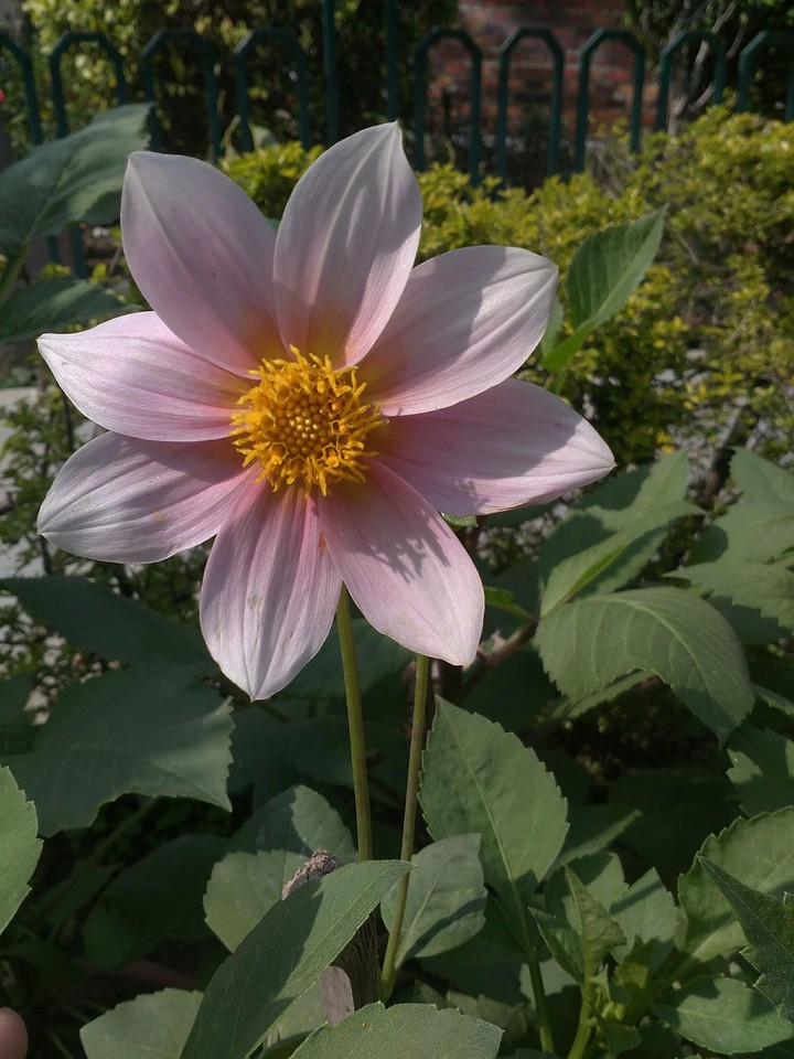 flower#in hiding
