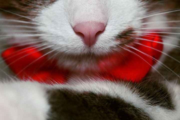 furry gentleman