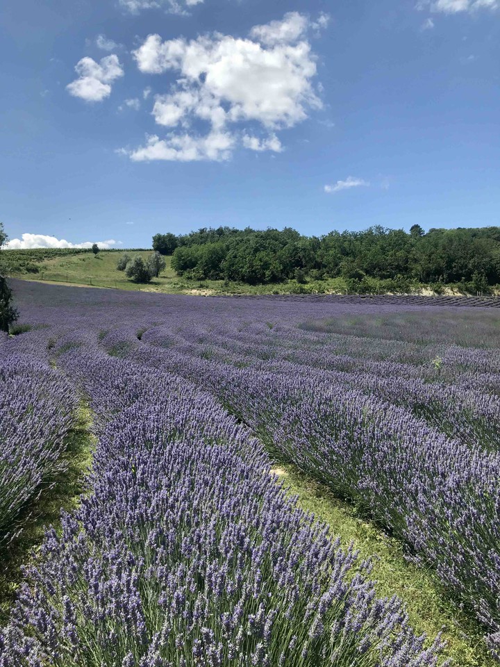 Lavender