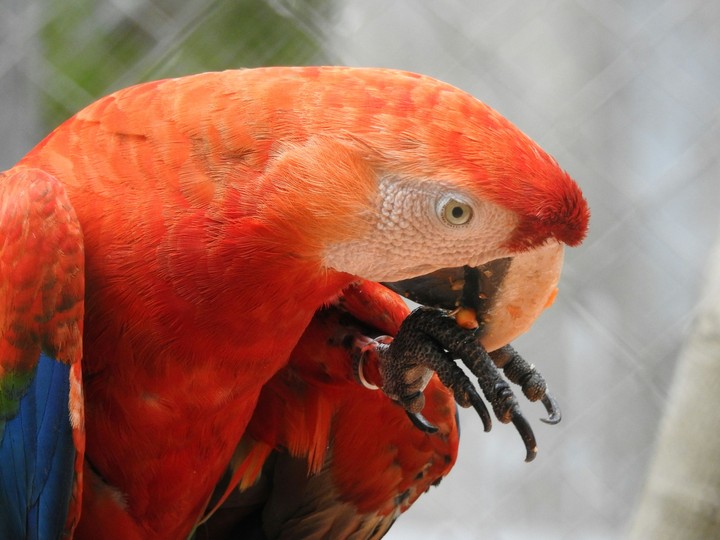 Arara