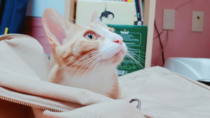 당공이