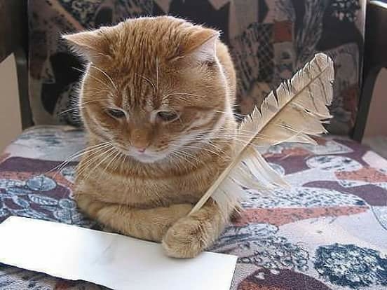 cat