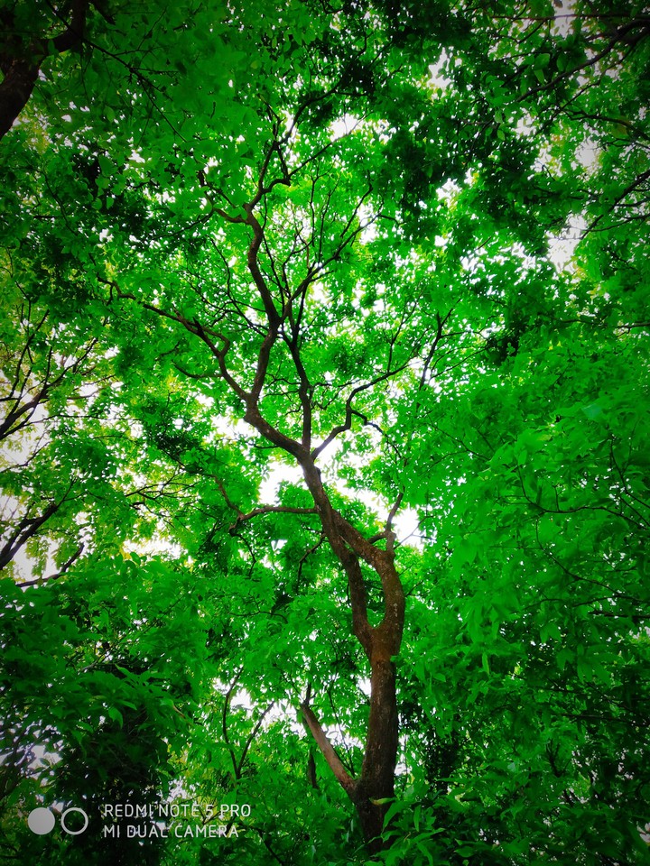 beautiful nature of greenary