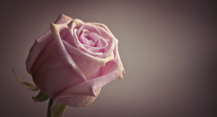 fleurs