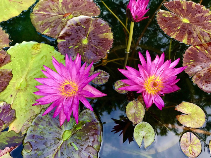 Hot-pink Lotus