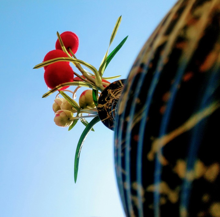 plant