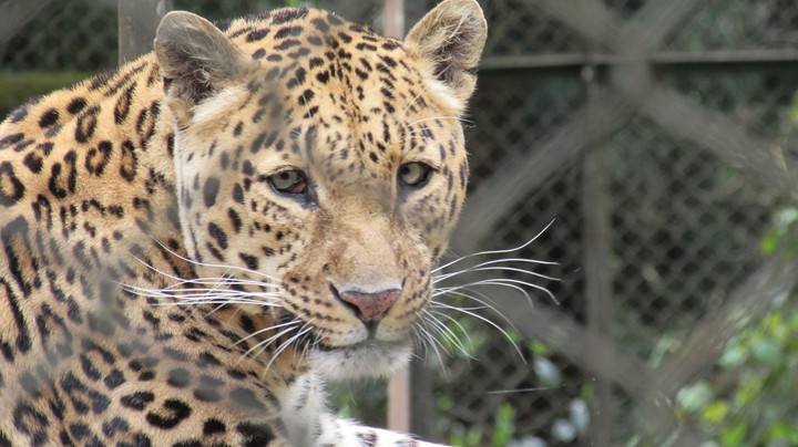 leopard