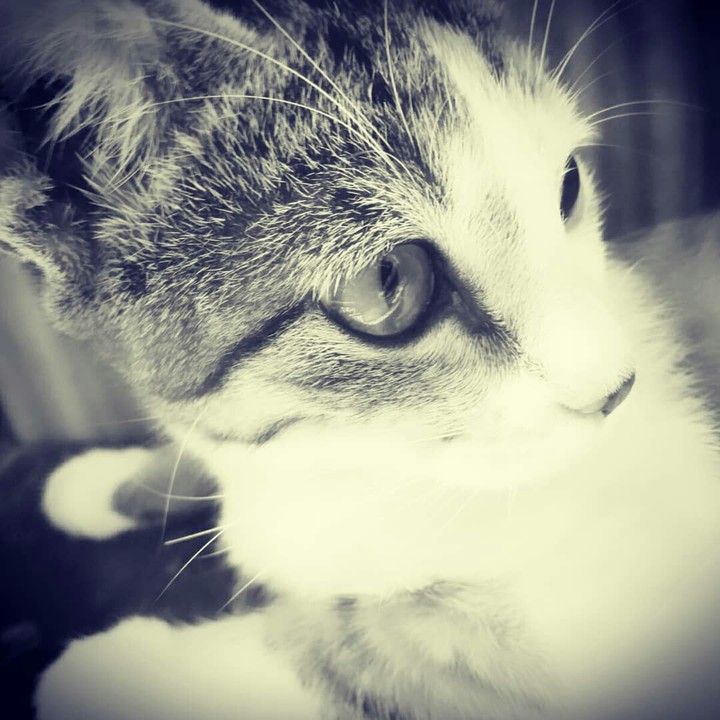 Kitty