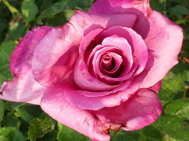 my lovely rose