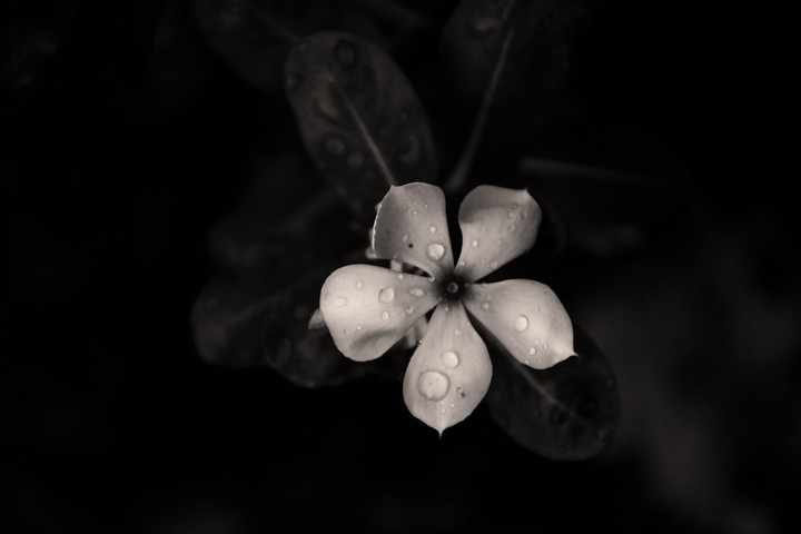 #flower