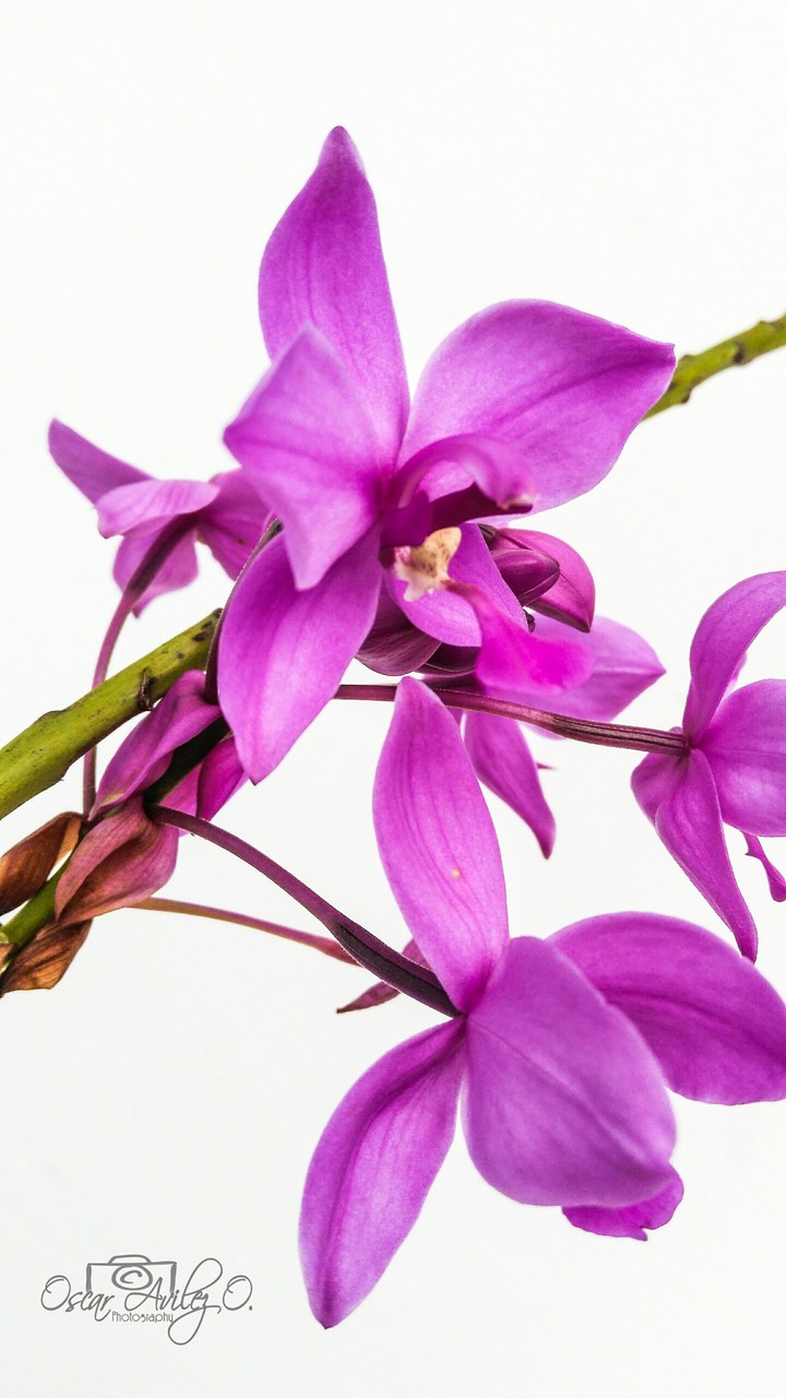 orquídea