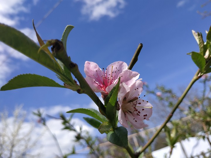 peach