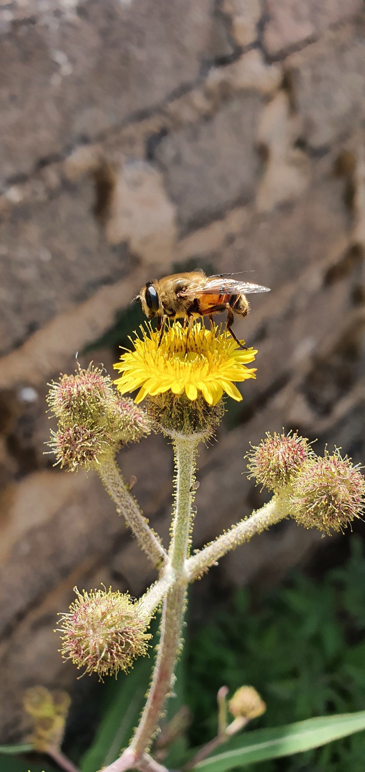 busy bee