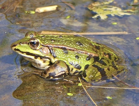 wildlife, frog वॉलपेपर