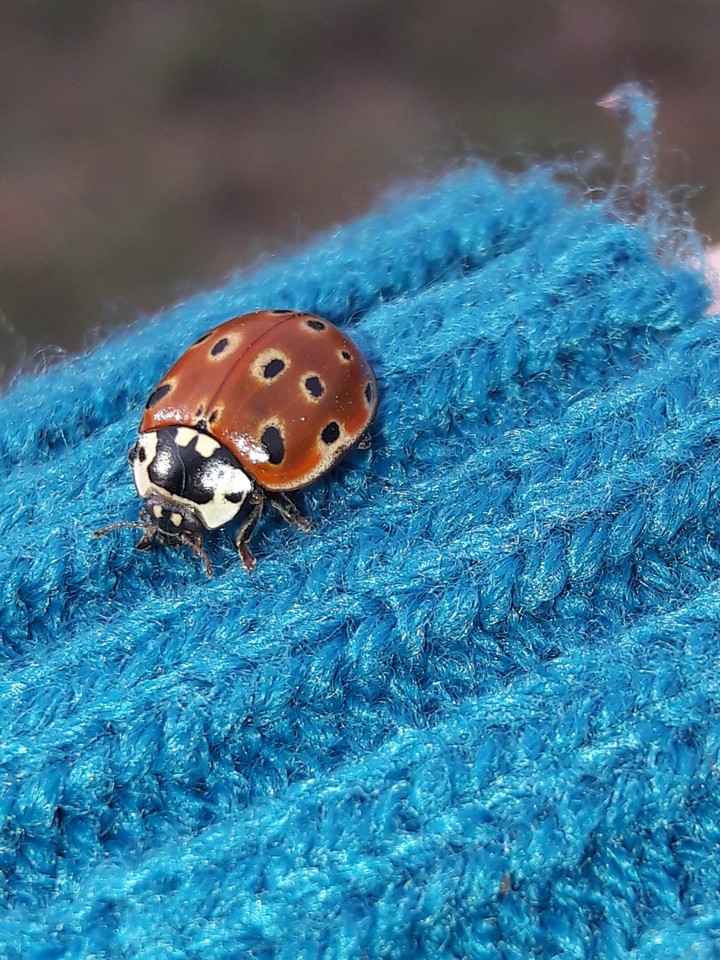 Ladybug
