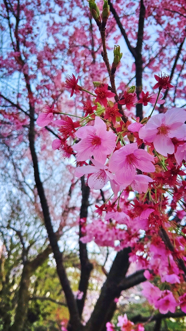 桜