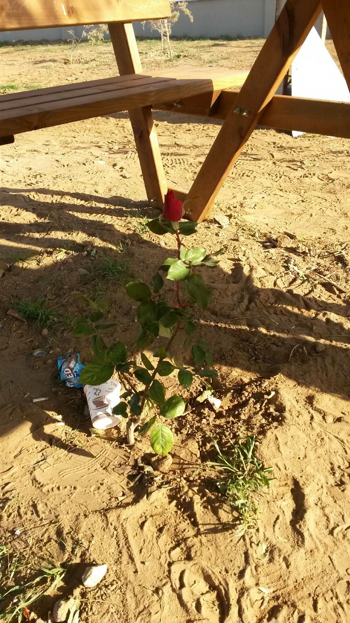 rose
