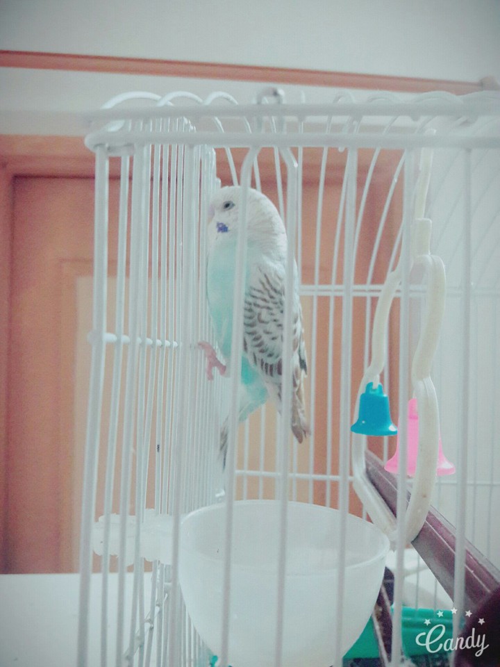 budgie