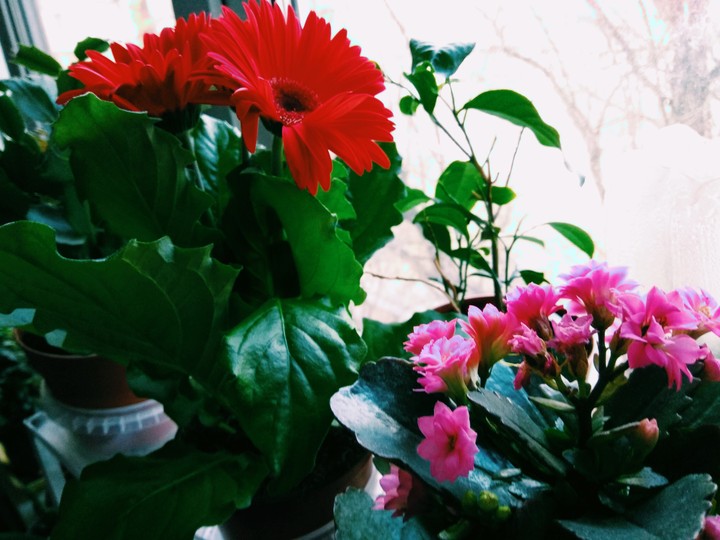 Beautiful gerbera