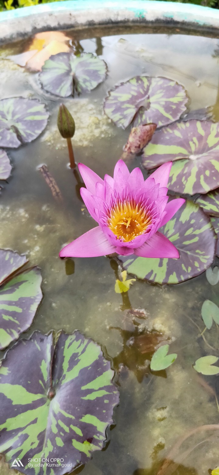 lotus flower