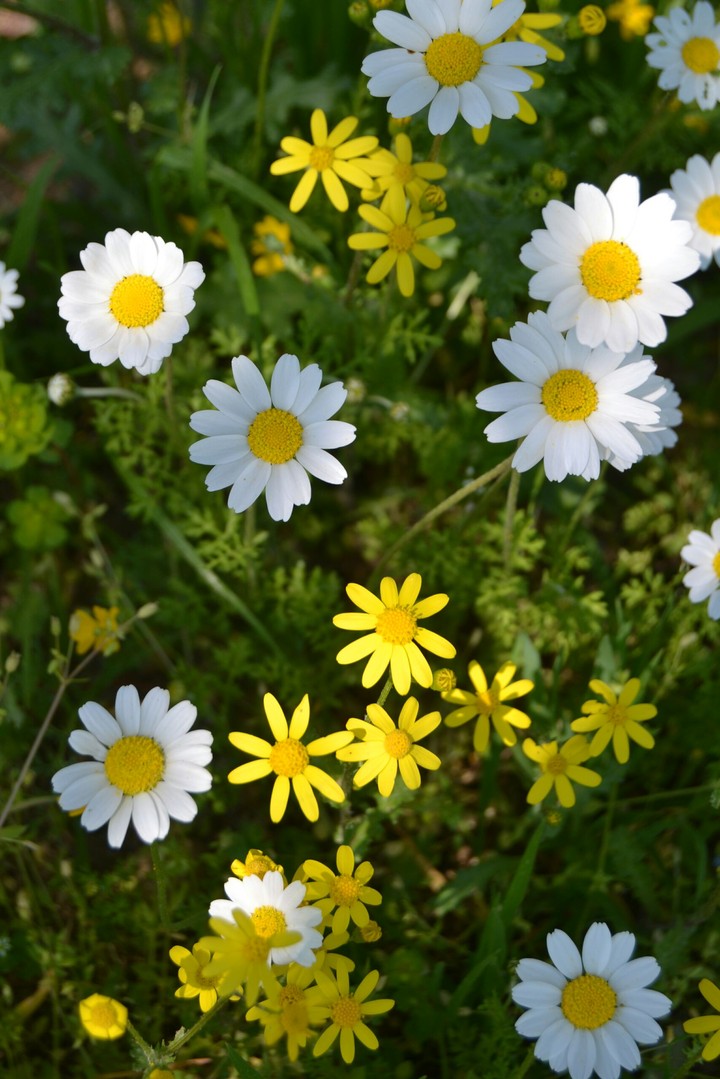 Flowers 7