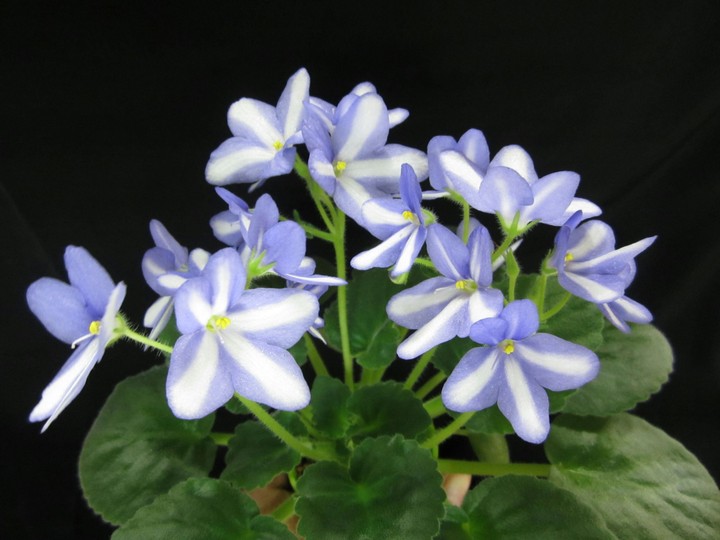 My flower