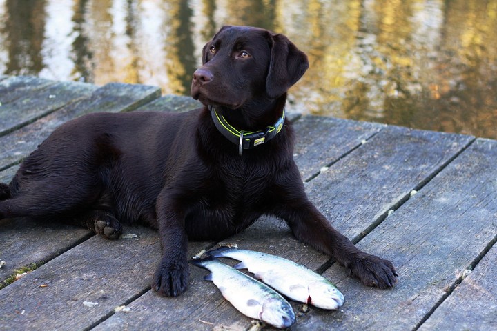 Labradormädchen Cora