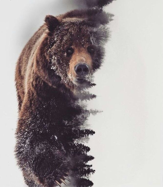 миша