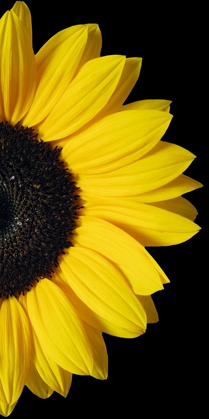 sunshine)
