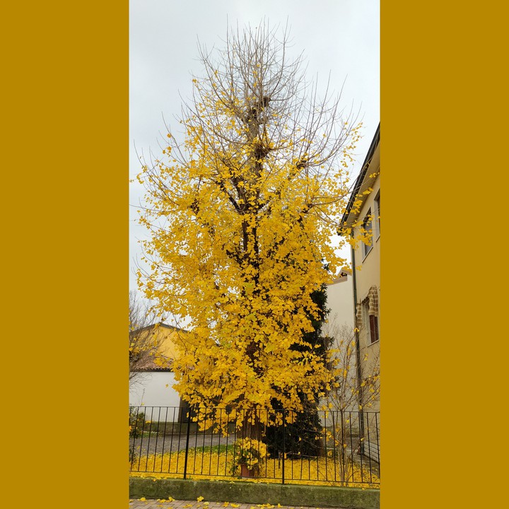 Autumn