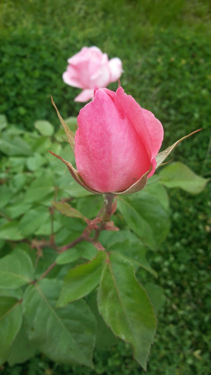 Gül