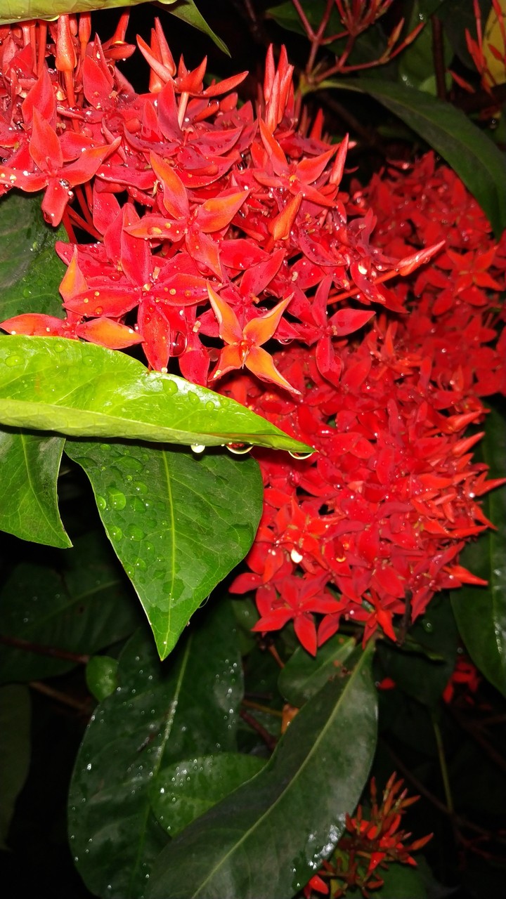 red flower