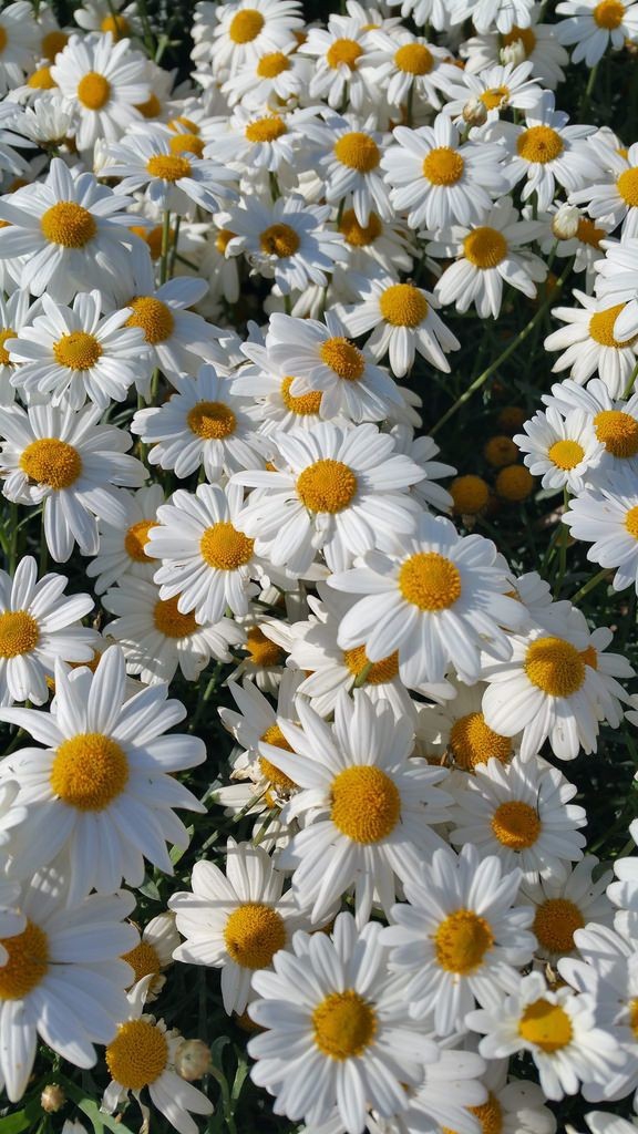 Daisies!!
