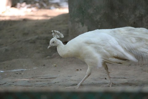 White Peacock