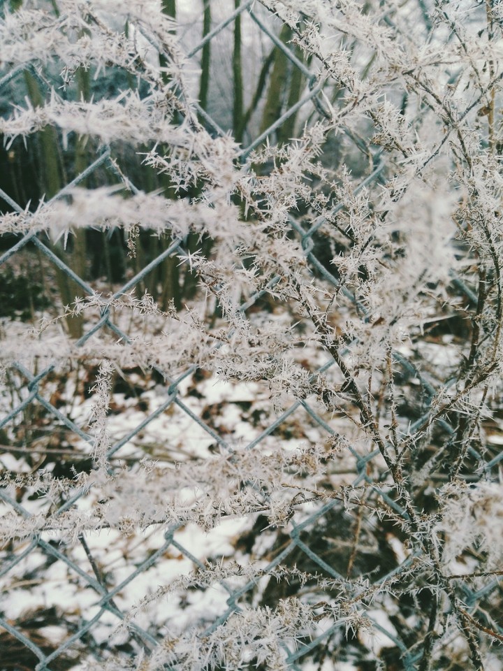 Frozen