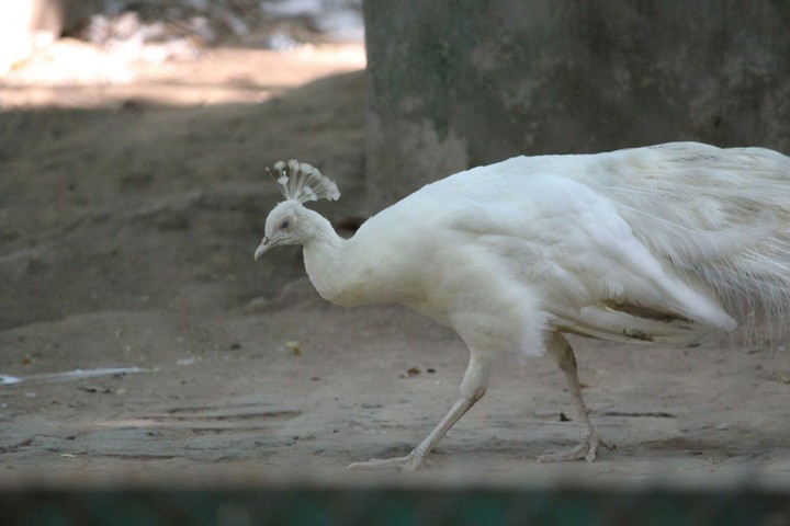 White Peacock