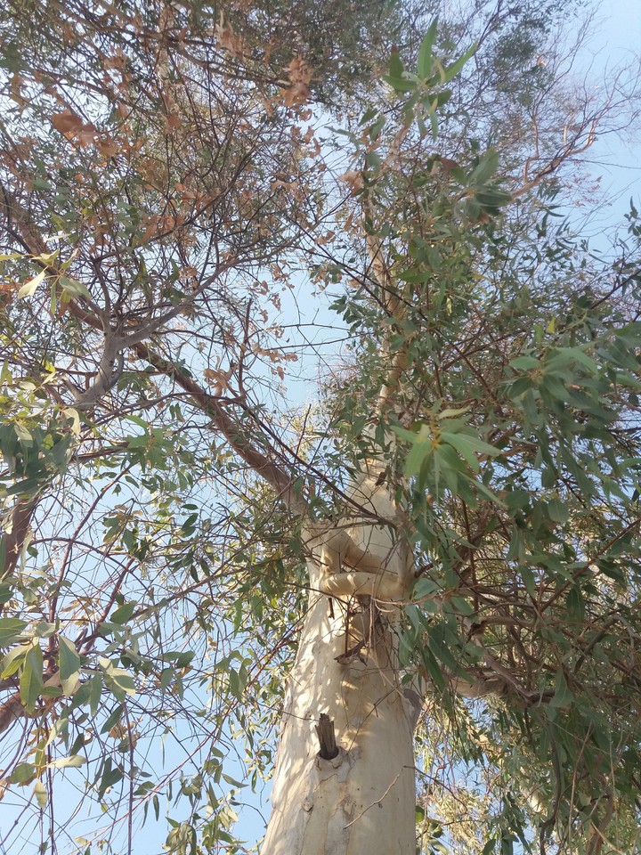 درخت