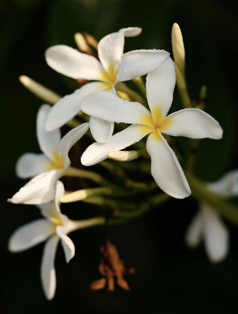 ταπετσαρίες flower, pedicel