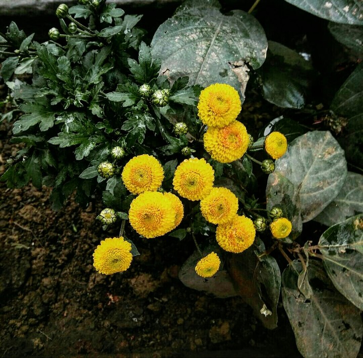 Yellow pearls