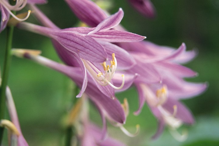 Beautiful Flowers