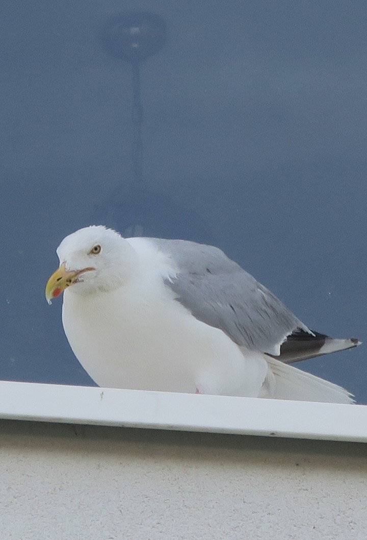 une mouette sur le bord d'une fenêtre