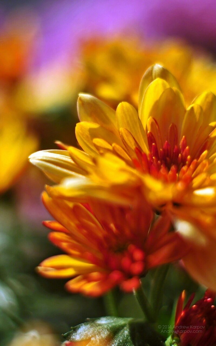 Flowers