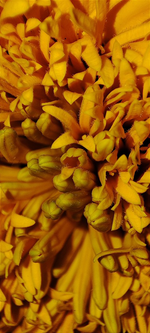 flower in macro photography