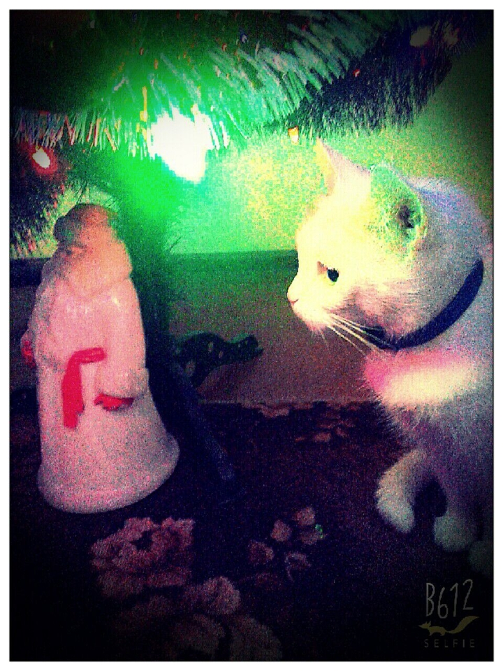 My Cat